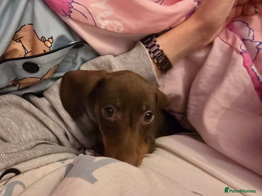 Miniature Dachshund dogs for sale: Galaxy Chocolate: Your Sweetest Adventure Awaits! - Image 12