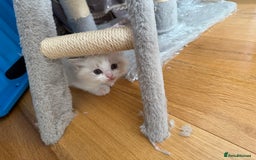 Ragdoll cats for sale: Beautiful  - Image 3