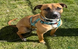 Mixed Breed dogs for sale: Staffy Cross - Image 1