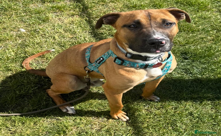 Mixed Breed dogs - Advert 1