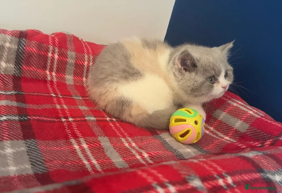 British Shorthair cats for sale: Stunning GCCF registered Lilac Tortie  - Advert 7