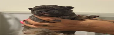 French Bulldog 2