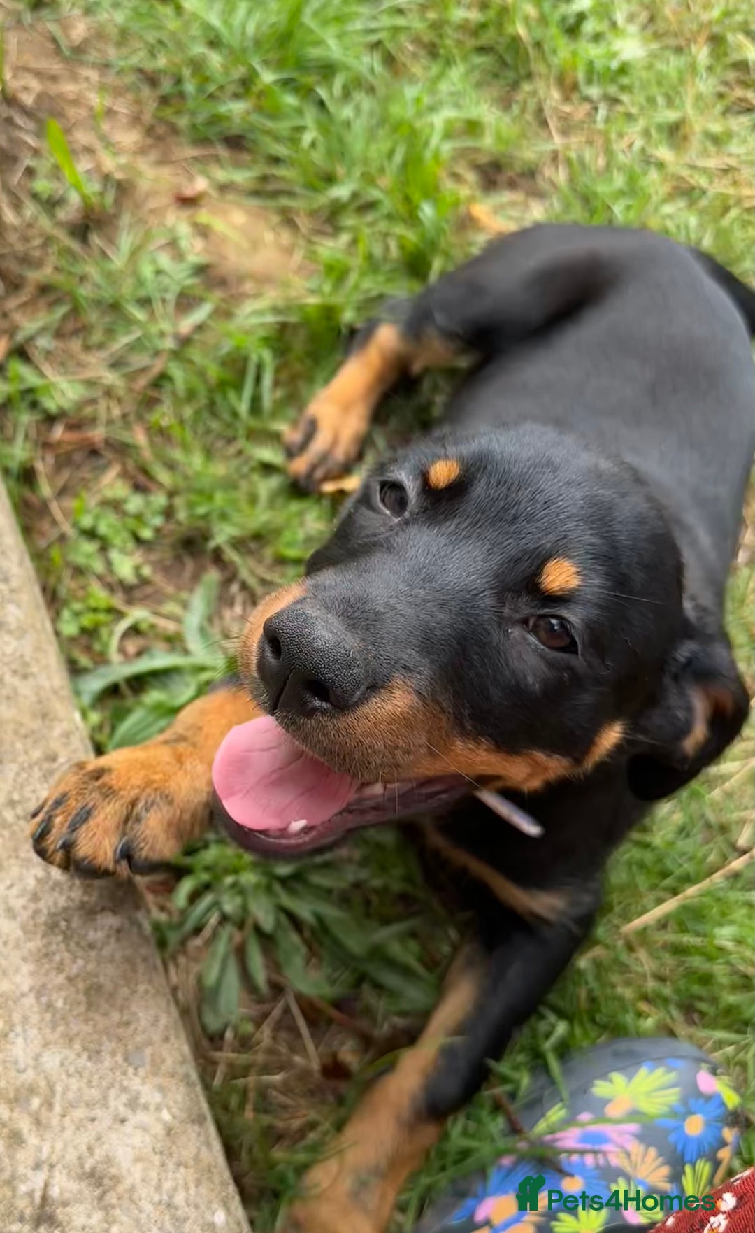 Rottweiler dogs for sale: Healthy Rottweiler puppies ready now  - Image 21