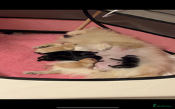 Pomeranian dogs for sale: Pomeranian puppies - Advert 11