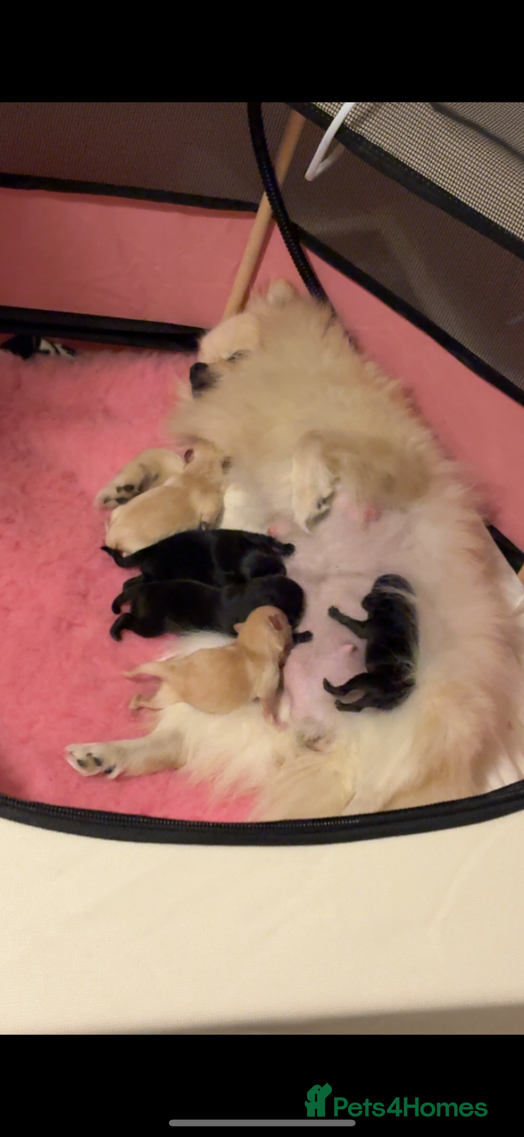 Pomeranian dogs for sale: Pomeranian puppies - Advert 11