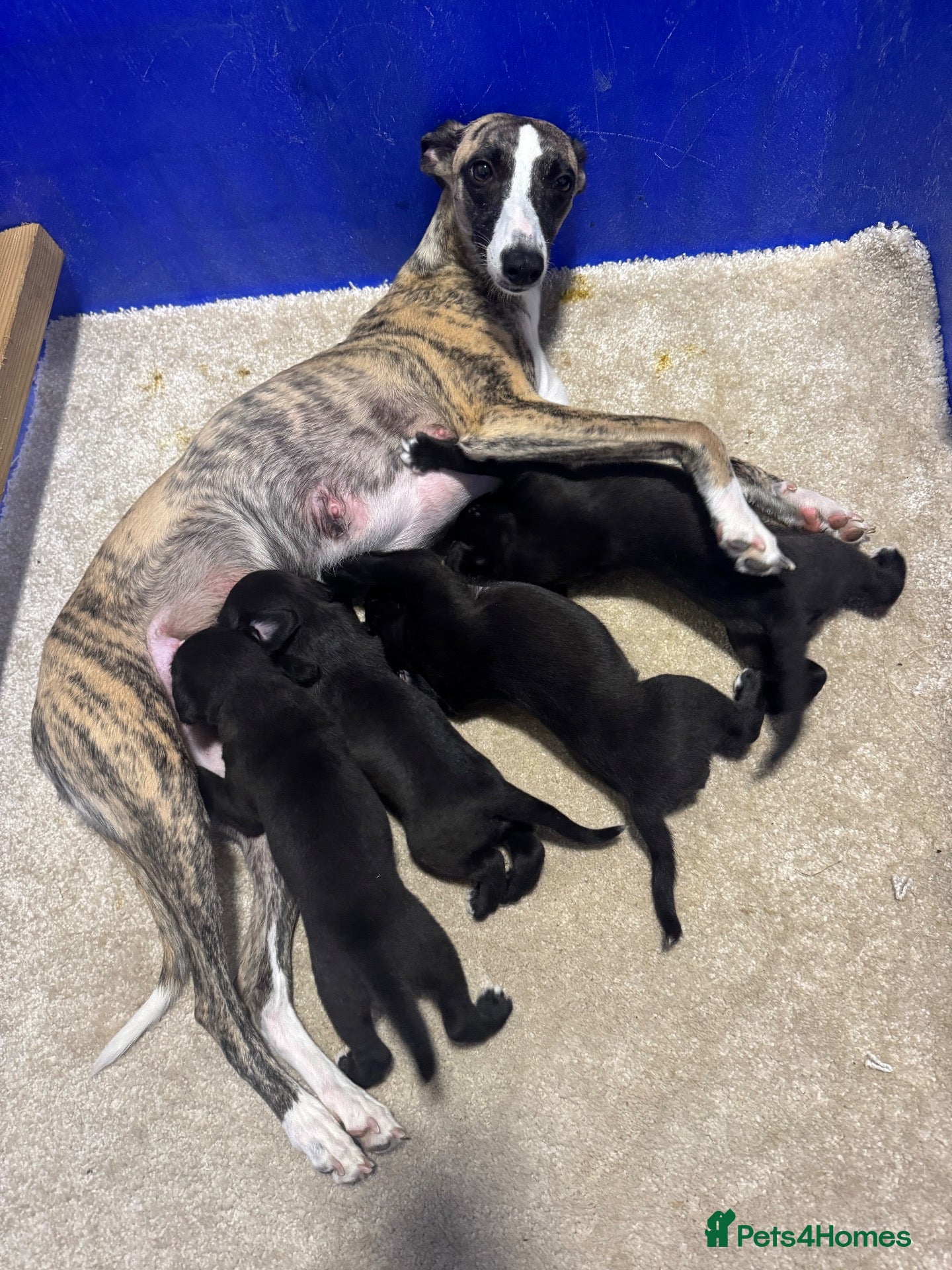 Mixed Breed dogs Two gorgeous Bedlington whippet dog puppies  - Advert 1