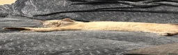 Ragdoll cats for sale: RAGDOLL FULLY HEALTH TESTED GCCF  - Advert 10
