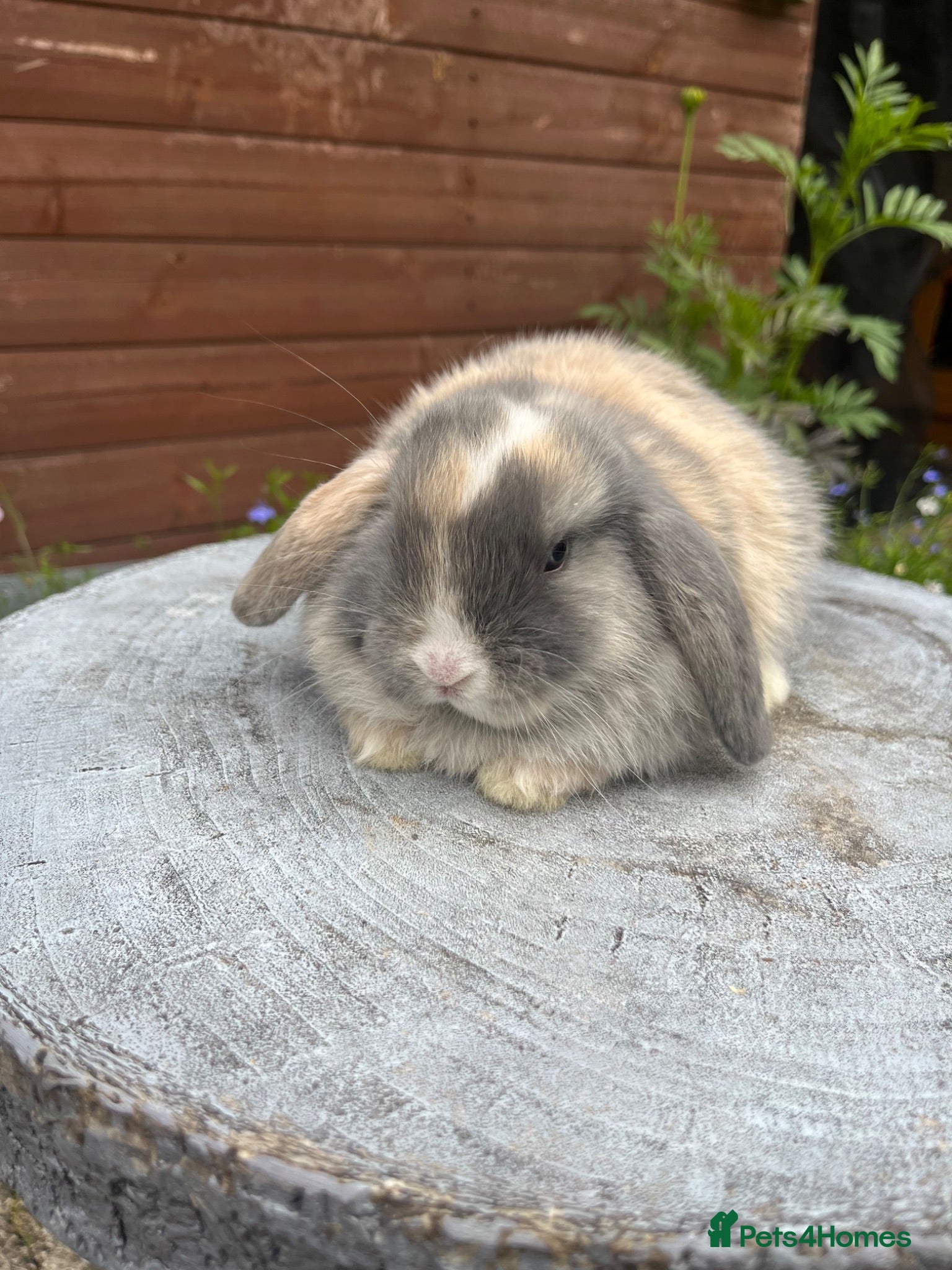 Mini Lop rabbits Stunning litter of mini lops  - Advert 14