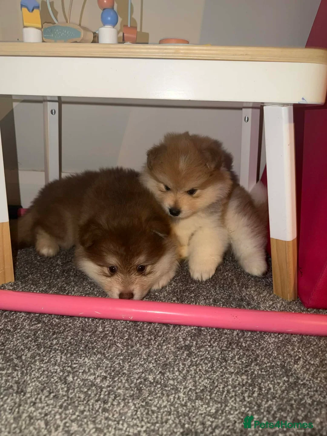 Pomeranian dogs for sale: Pomeranian Puppies - Advert 2