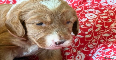 Mixed Breed dogs - Advert 14