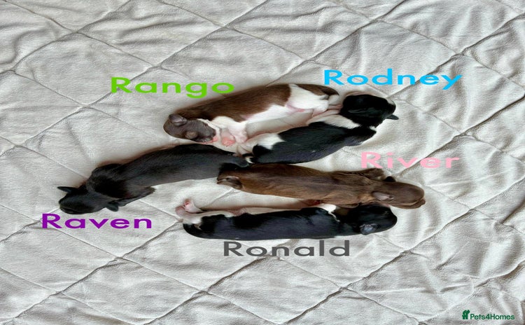 Miniature Schnauzer dogs - Advert 2