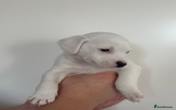 Mixed Breed dogs for sale: Jack Russel x Cockapoo Puppies - Image 7