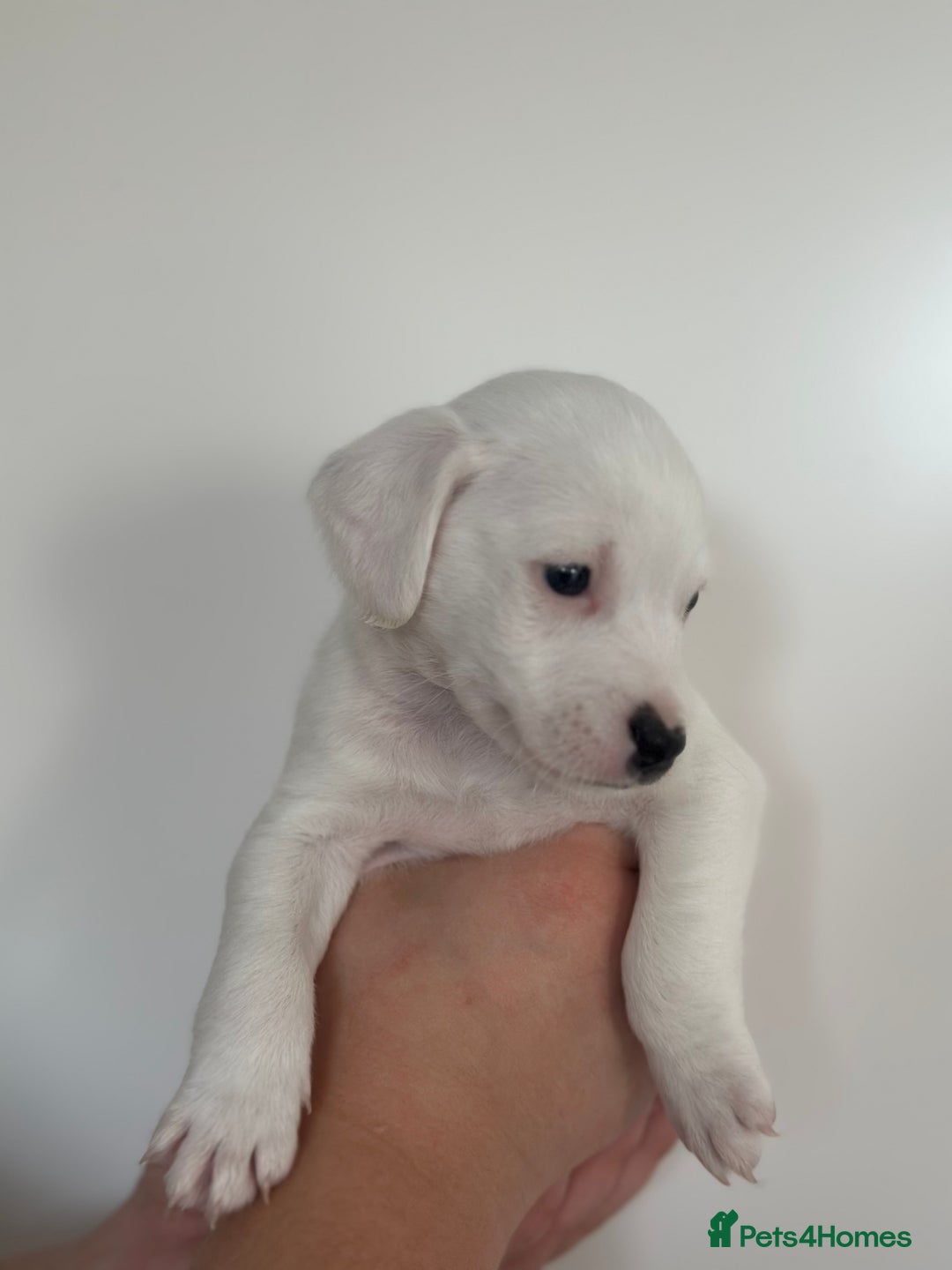 Mixed Breed dogs for sale: Jack Russel x Cockapoo Puppies - Image 7