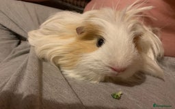 Guinea Pig rodents for sale: 2 Female Guinea Pigs and Set Up - Image 8