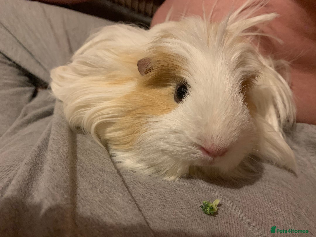 Guinea Pig rodents for sale: 2 Female Guinea Pigs and Set Up - Image 8