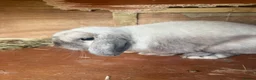 Mini Lop rabbits for sale: Beautiful baby mini lops  in Waltham Cross - Advert 13