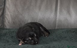 Shepsky dogs for sale: German shepherd x husky puppies - Image 4