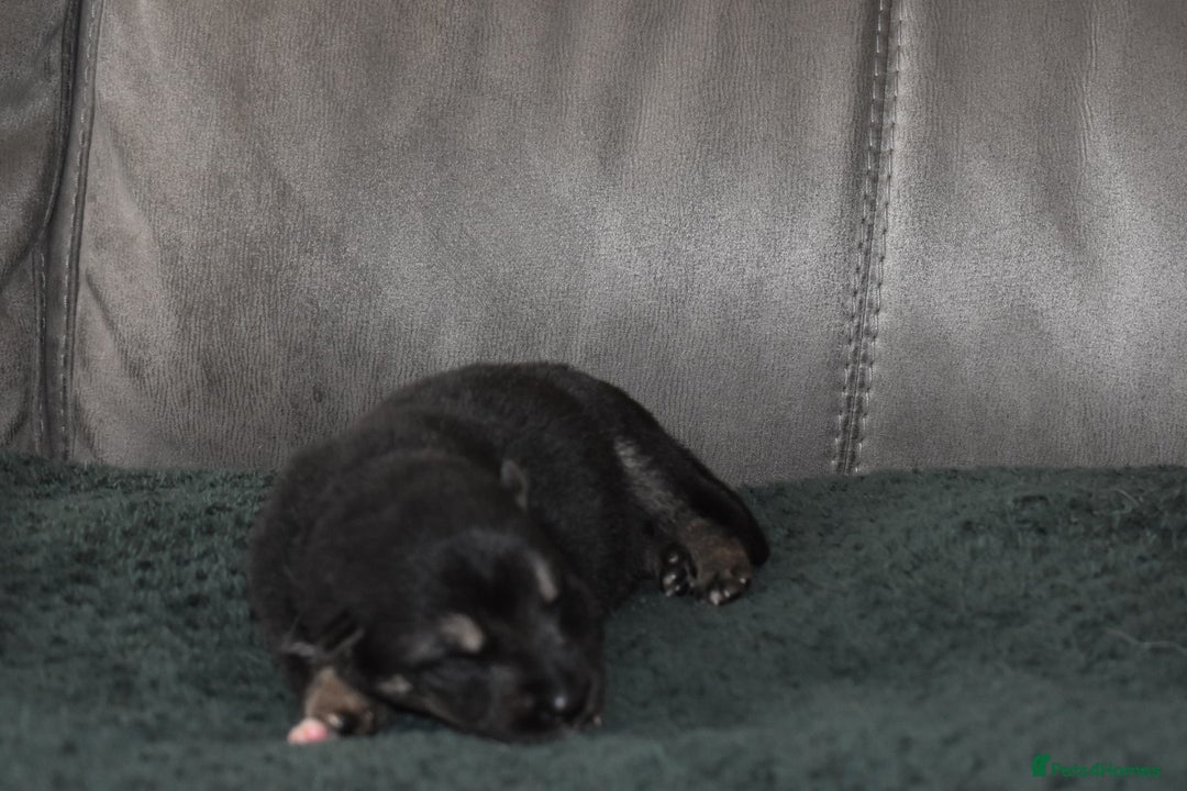 Shepsky dogs for sale: German shepherd x husky puppies - Image 4