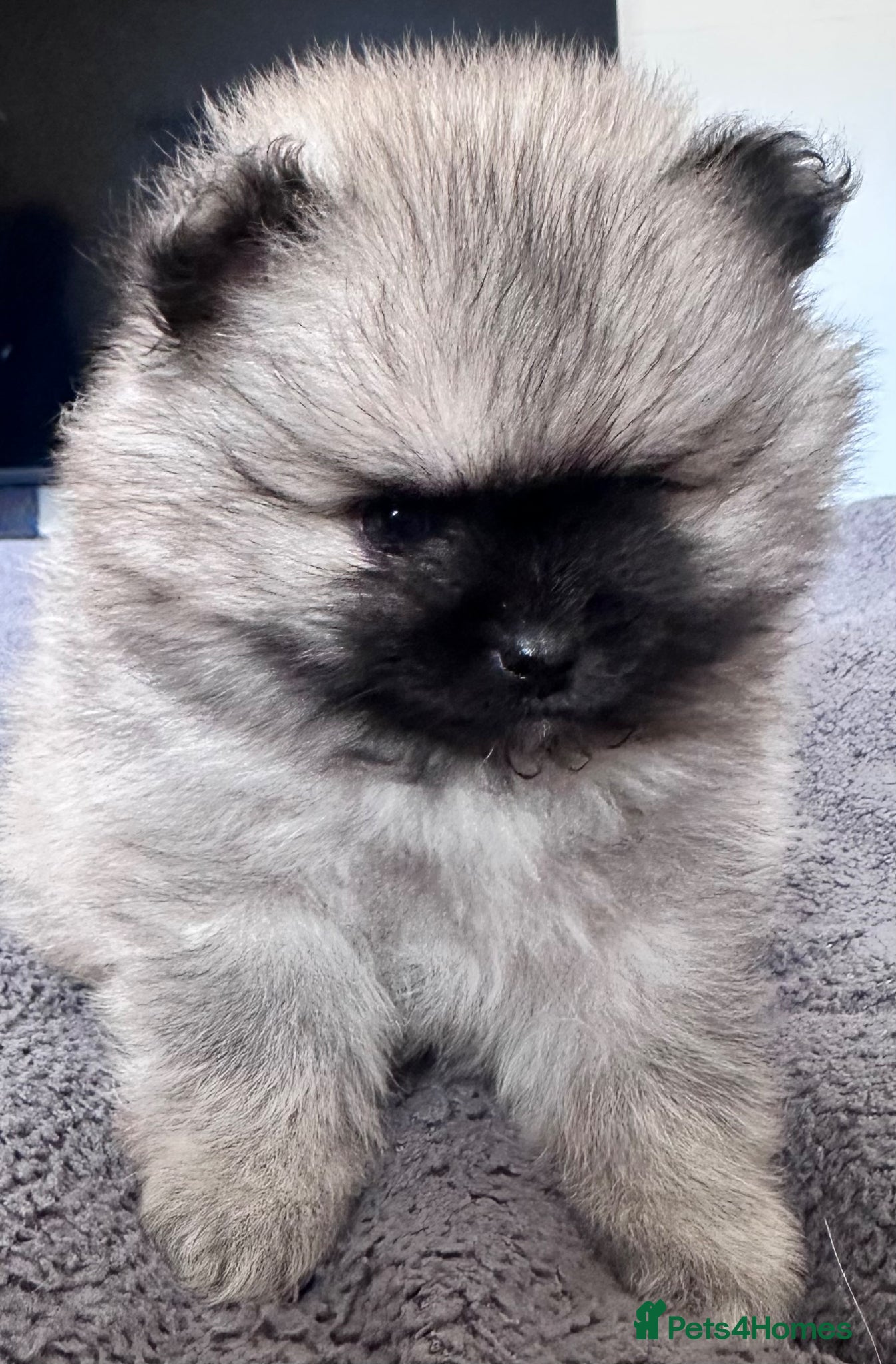 Pomeranian dogs Double Champion Lines Pomeranian KC Reg - Advert 1