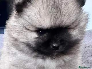 Pomeranian dogs Double Champion Lines Pomeranian KC Reg - Advert 1