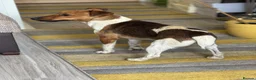 Fox Terrier dogs for adoption: Sweet William needs LOVE - Advert 9