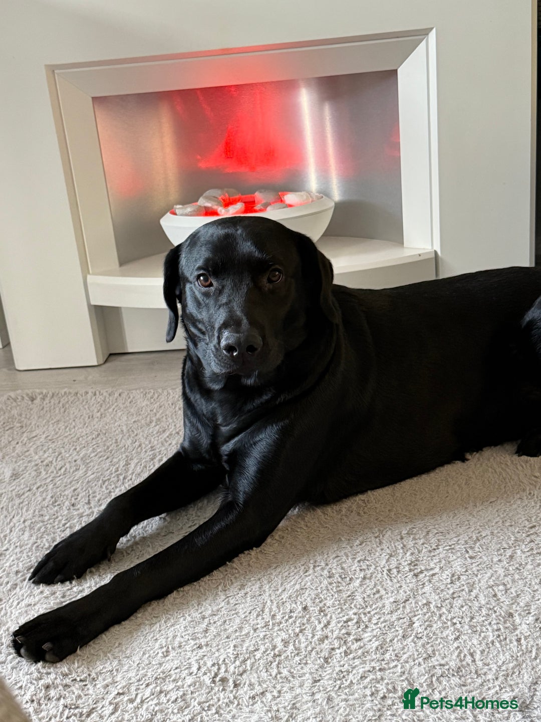 Labrador Retriever dogs for sale: 18month male black lab  - Advert 1