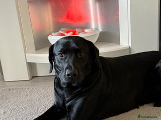 Labrador Retriever dogs 18month male black lab - Advert 14