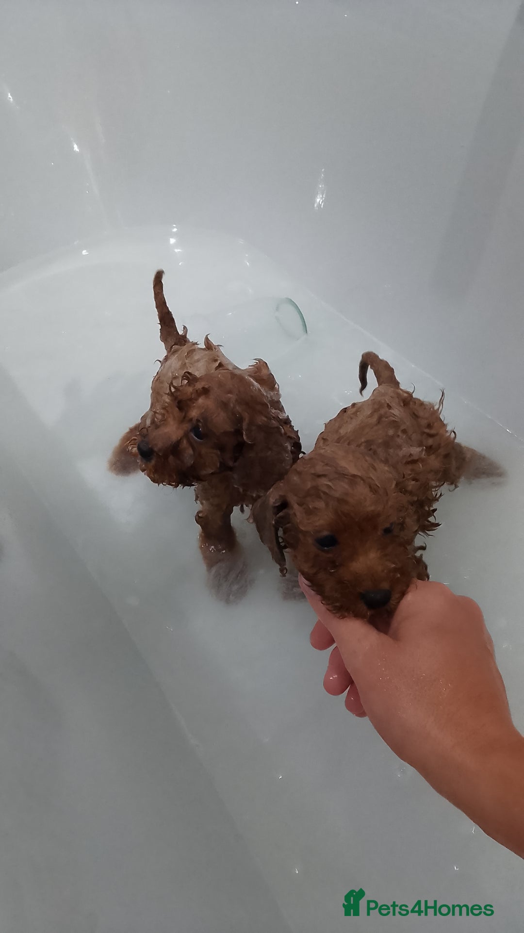 Miniature Poodle dogs for sale: Miniature red poodles 2💙2🩷 - Image 18