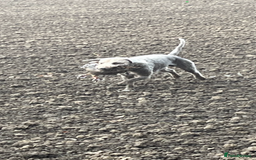 Bedlington Terrier dogs for stud: Bedlington terrier for std in Barnsley - Image 9