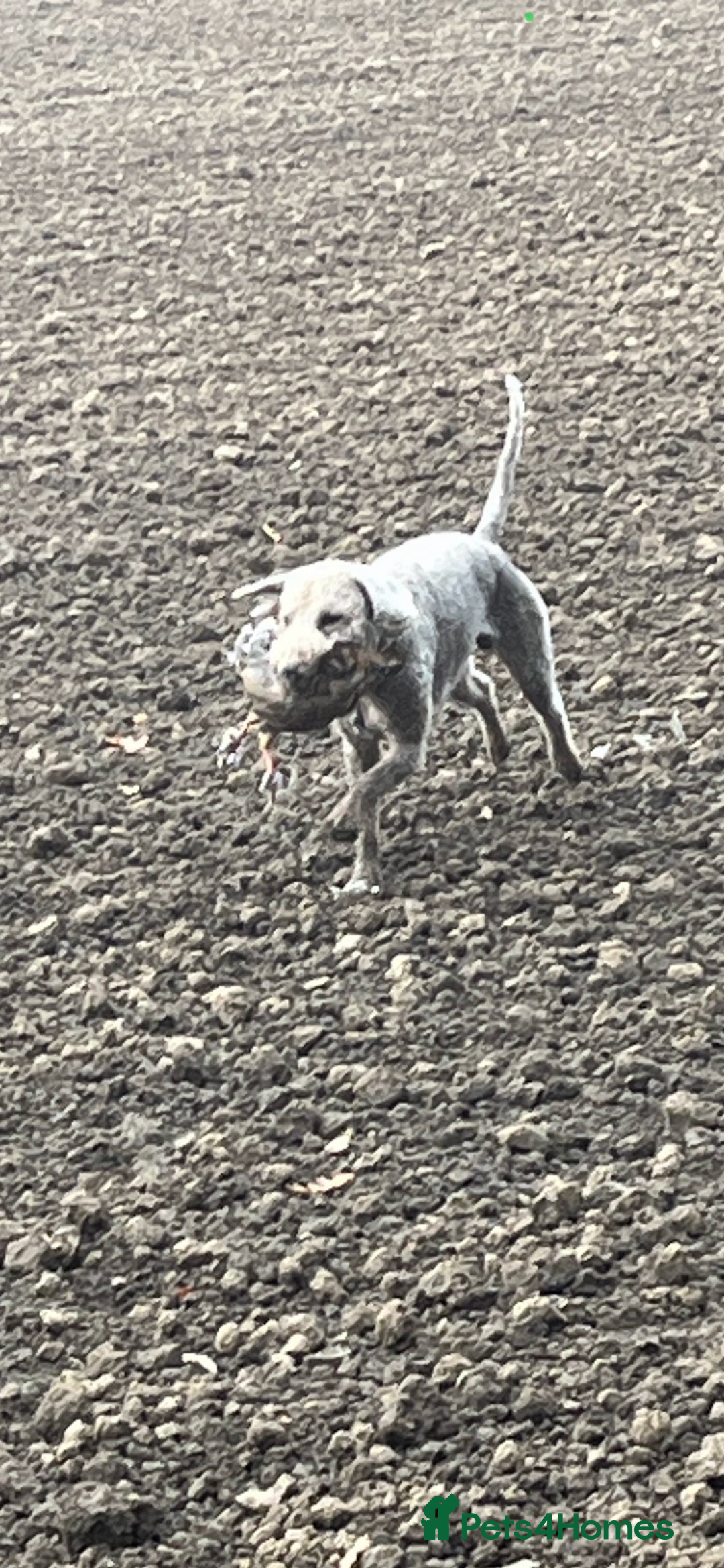 Bedlington Terrier dogs for stud: Bedlington terrier for std in Barnsley - Image 9