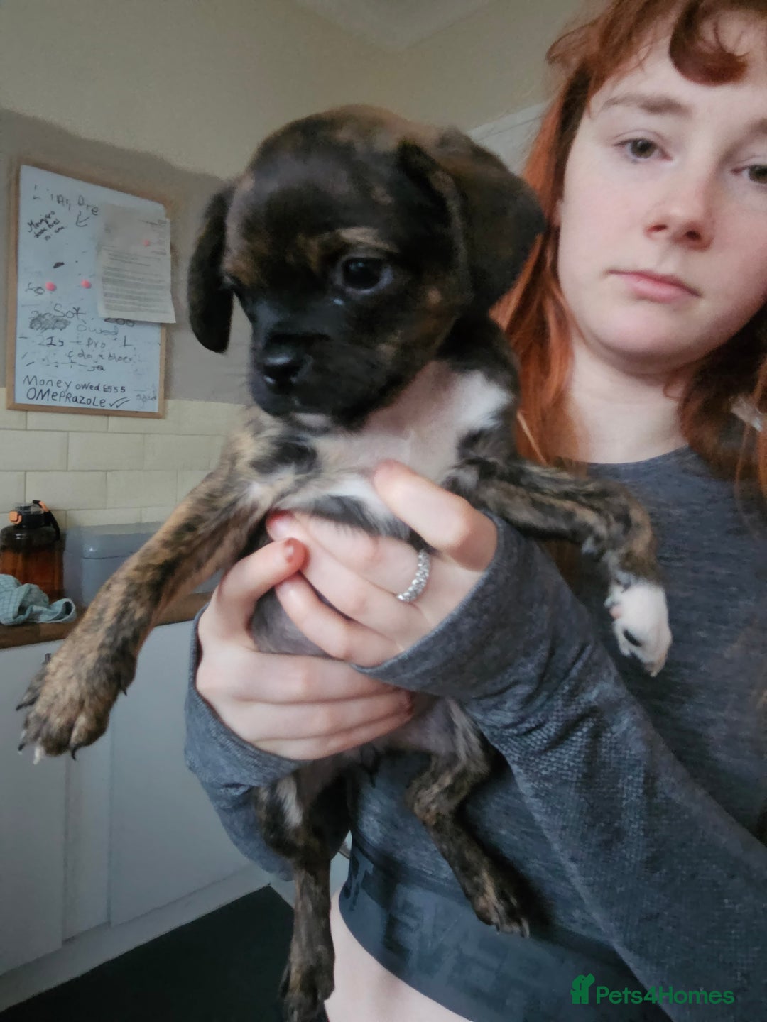 Mixed Breed dogs for sale: Staffy cross puppies  - Advert 17