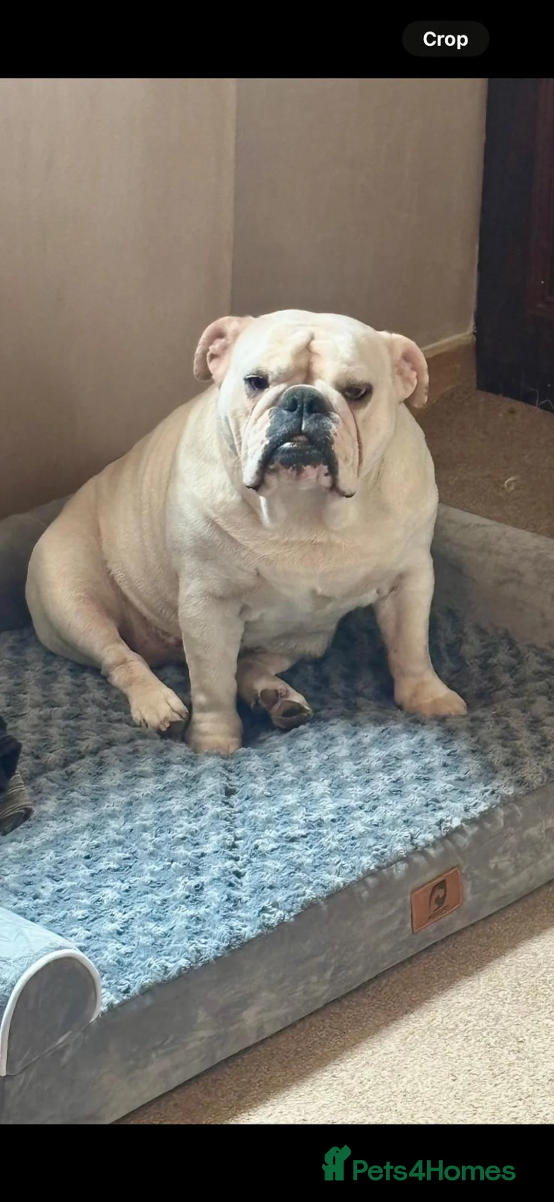 Mixed Breed dogs for sale: Big beautiful Bull Staffs  - Advert 8