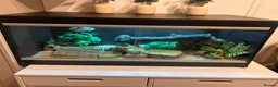 Leopard Gecko reptiles for sale: Leopard gecko and vivarium.  - Advert 2