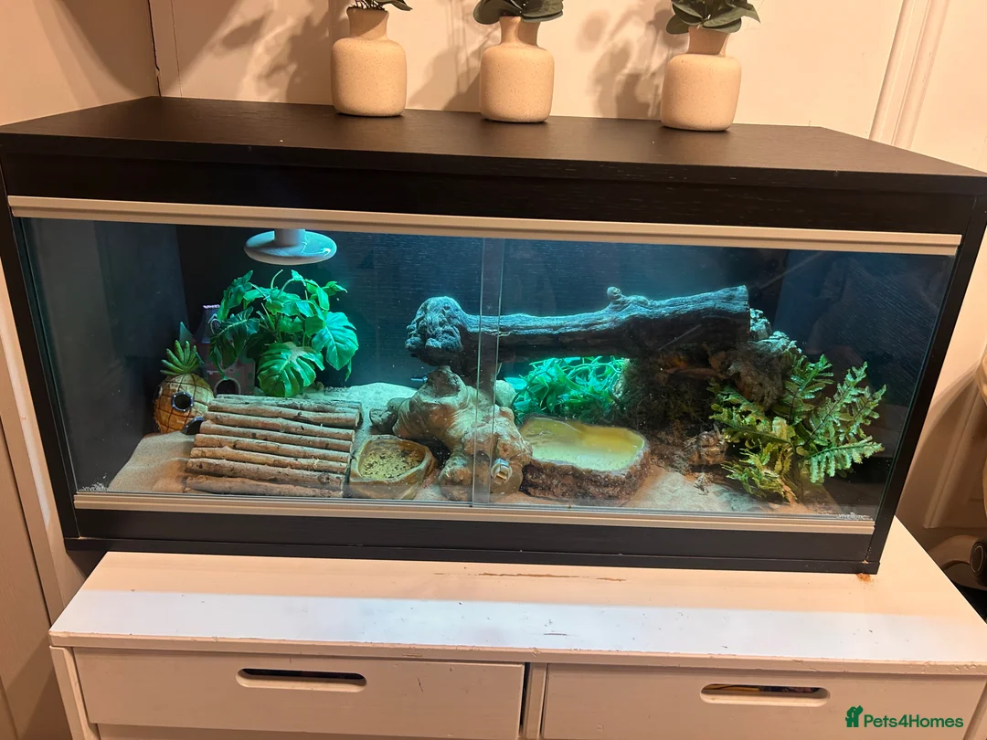 Leopard Gecko reptiles for sale: Leopard gecko and vivarium.  - Advert 2