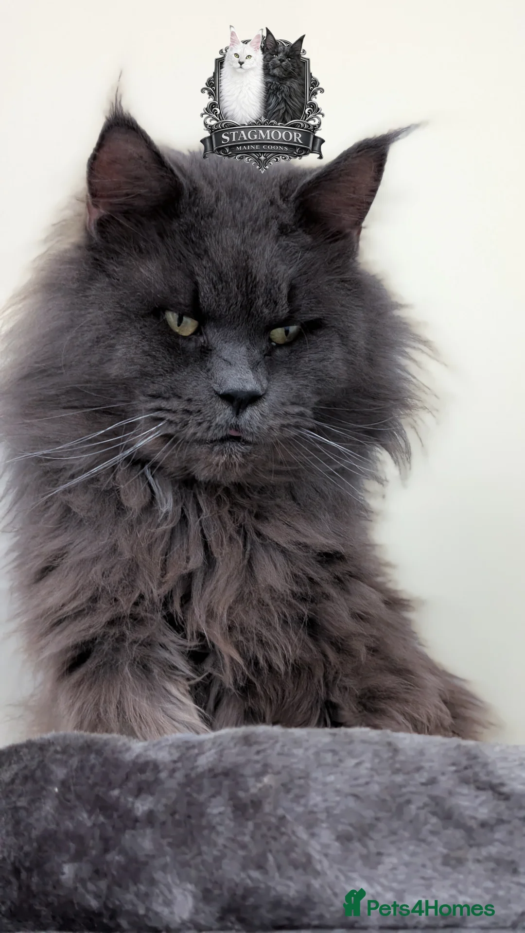 Maine Coon cats for stud: Large Blue Smoke Maine Coon Stud GCCF/TICA  - Advert 2