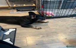 French Bulldog dogs for sale: Urgent rehome needed - Image 5