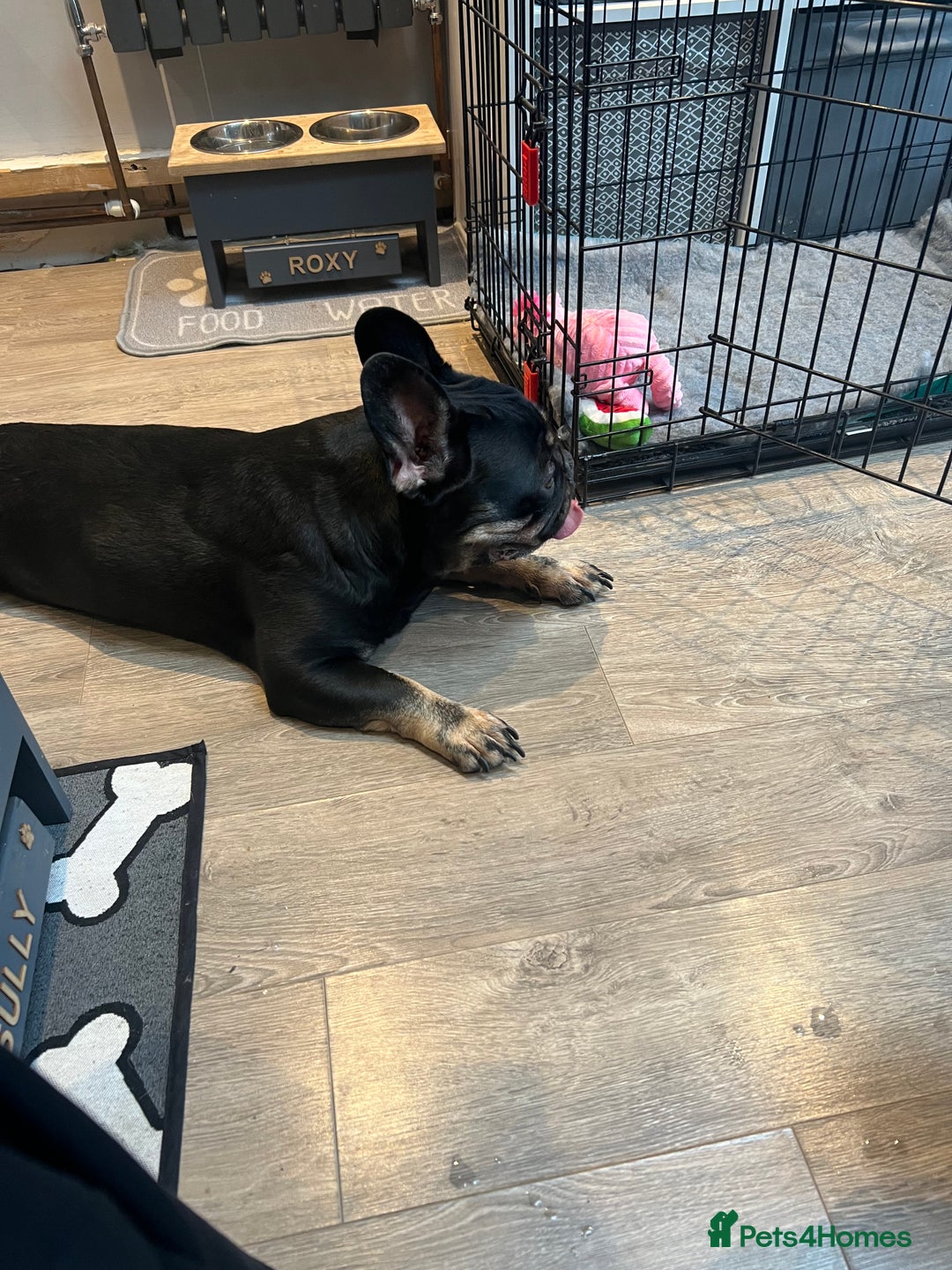French Bulldog dogs for sale: Urgent rehome needed - Image 5