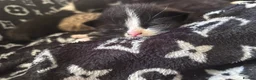 Mixed Breed cats for sale: Kittens  in South Ockendon - Advert 5