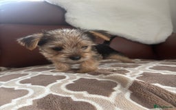 Mixed Breed dogs for sale: Yorkshire terrier/Jack Russell - Image 36