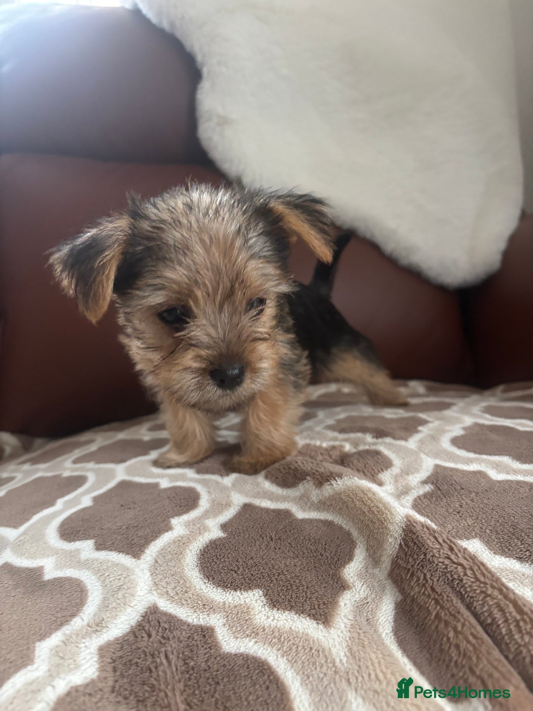 Mixed Breed dogs for sale: Yorkshire terrier/Jack Russell - Image 36