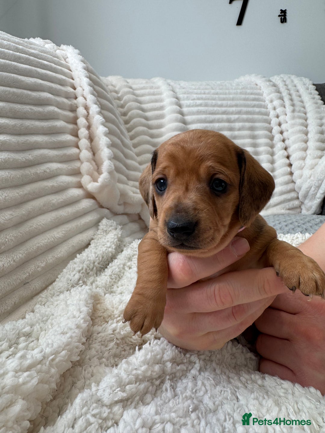 Dachshund dogs for sale: Beautiful Standard Dachshund Puppies - Advert 2