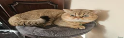 British Shorthair cats for sale: Feline - Advert 19