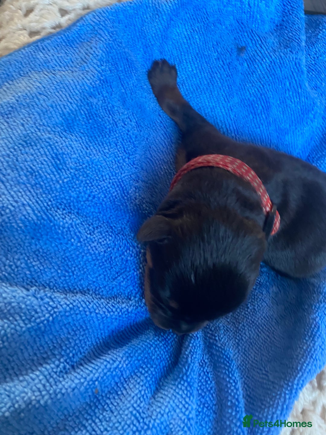 Rottweiler dogs for sale: Hulk and Ruby Rottweiler puppies  - Image 27