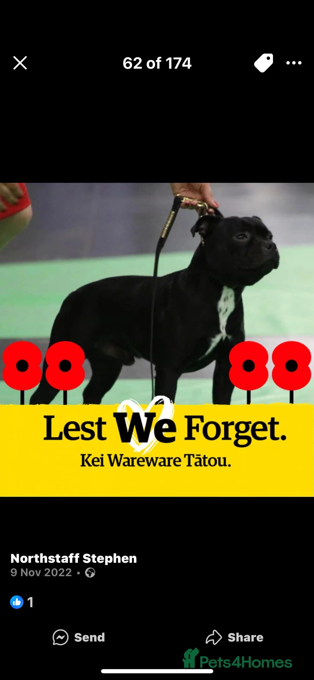 Staffordshire Bull Terrier dogs for stud: Arther - Advert 14