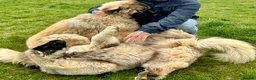Caucasian Shepherd Dog dogs for sale: Stunning Caucasian Shepherd Ovcharka Puppies  in Lanark - Advert 3