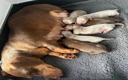 Miniature Dachshund dogs for sale: Miniature chocolate and tan dachshunds for sale  - Image 3