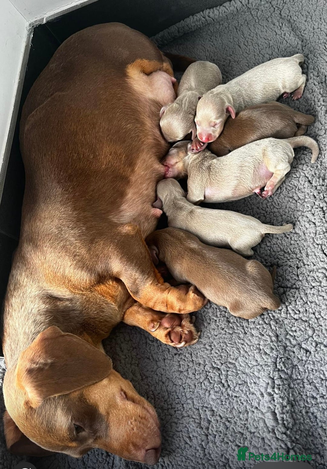 Miniature Dachshund dogs for sale: Miniature chocolate and tan dachshunds for sale  - Image 3