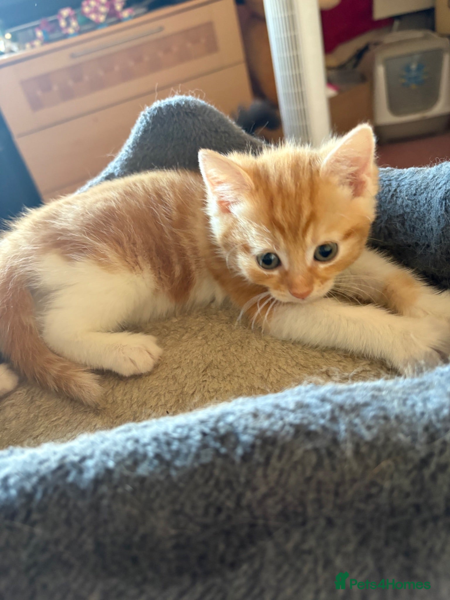 Mixed Breed cats  1 gorgeous fluffy kitten - Advert 5