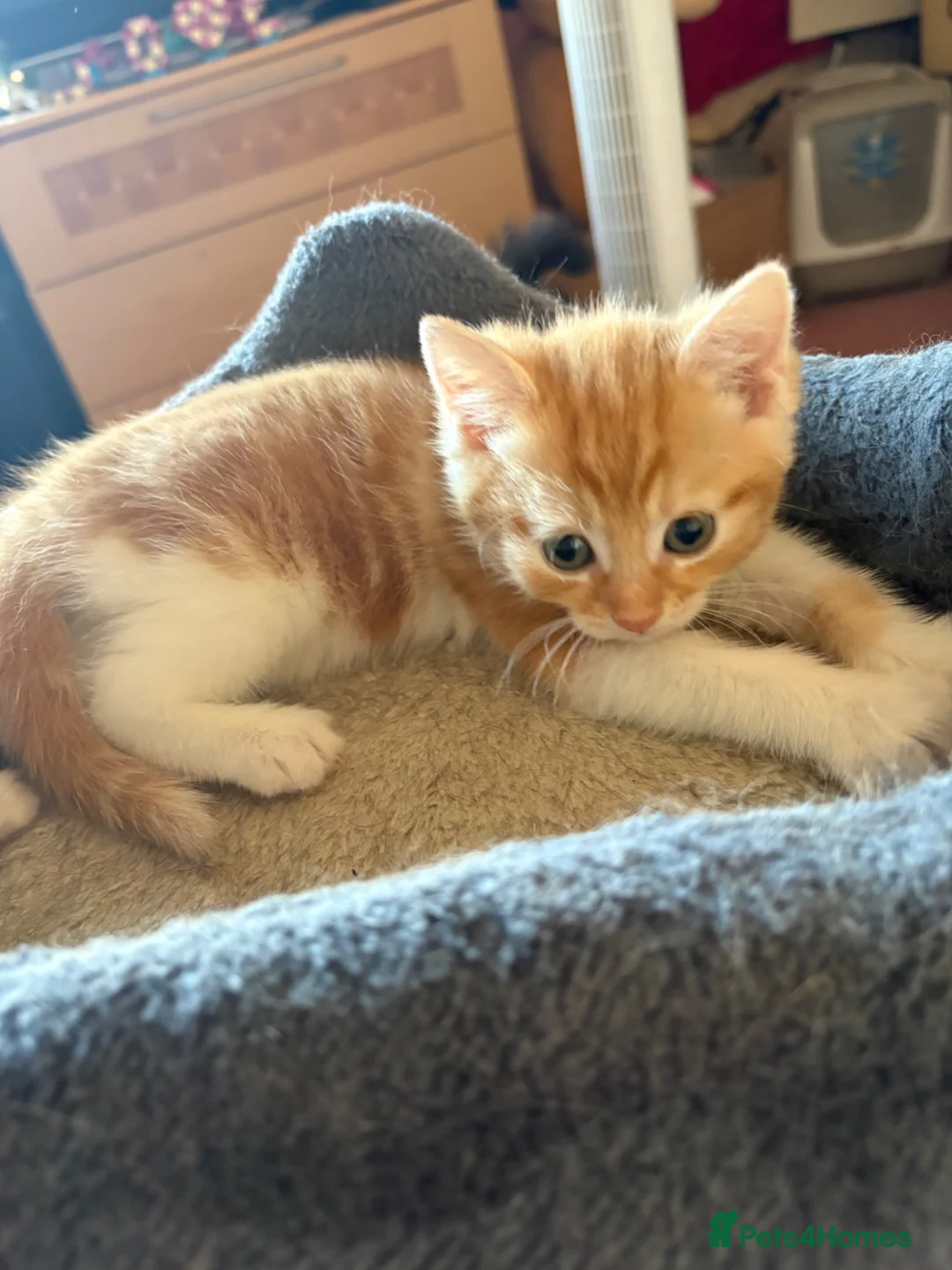 Mixed Breed cats for sale:  1 gorgeous fluffy kitten - Advert 1