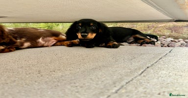 Dachshund dogs - Advert 2